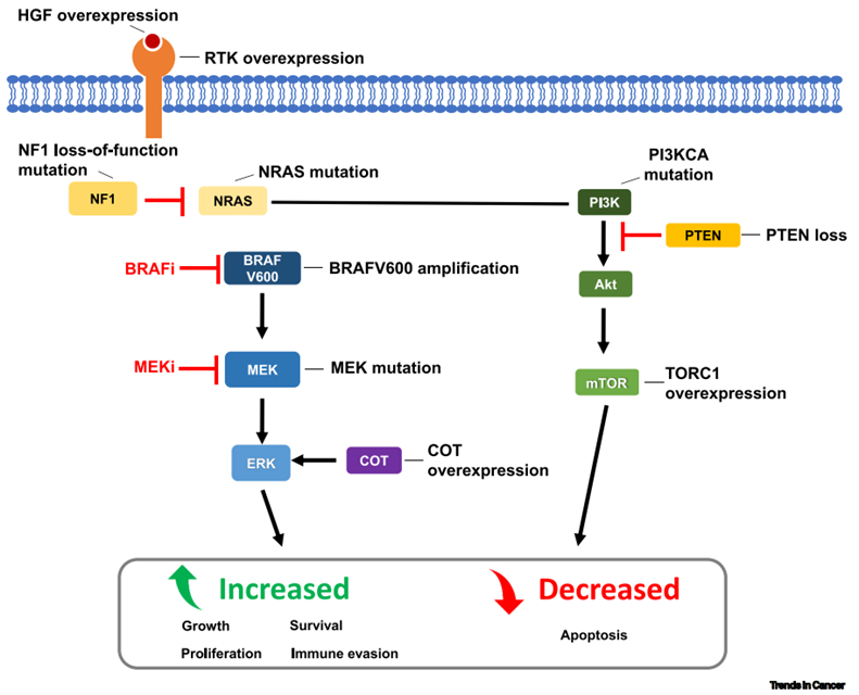 How BRAF mutation occurs in human body?